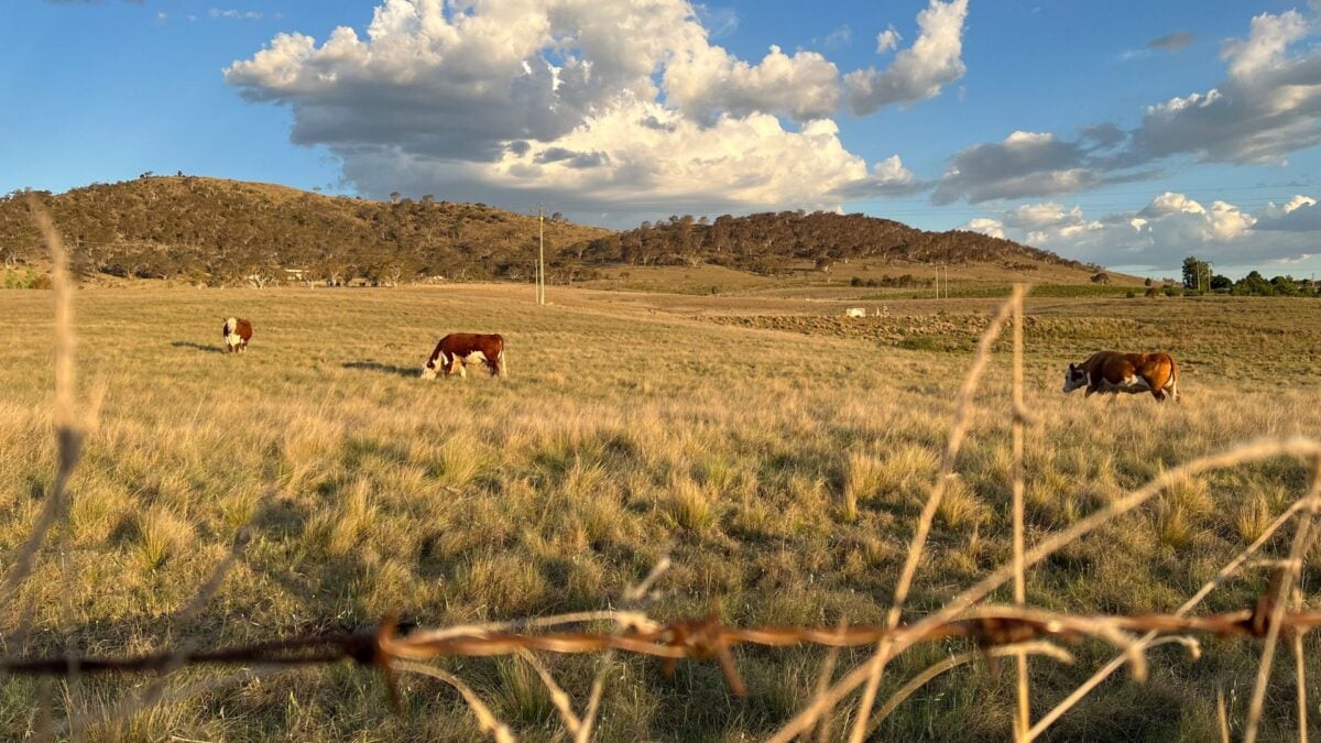 El Niño: O Fenômeno Climático que Pode Mudar o Jogo Global